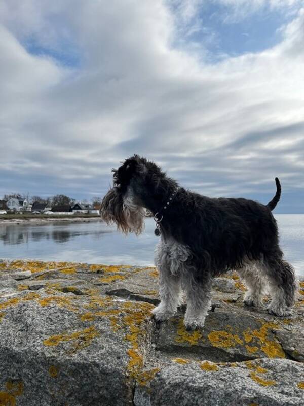 Hund - Dvrgschnauzern Luna