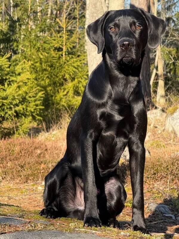 Hund - Jaktlabdradoren Manne