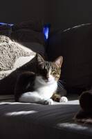 Katt, Nala Katt, Nala