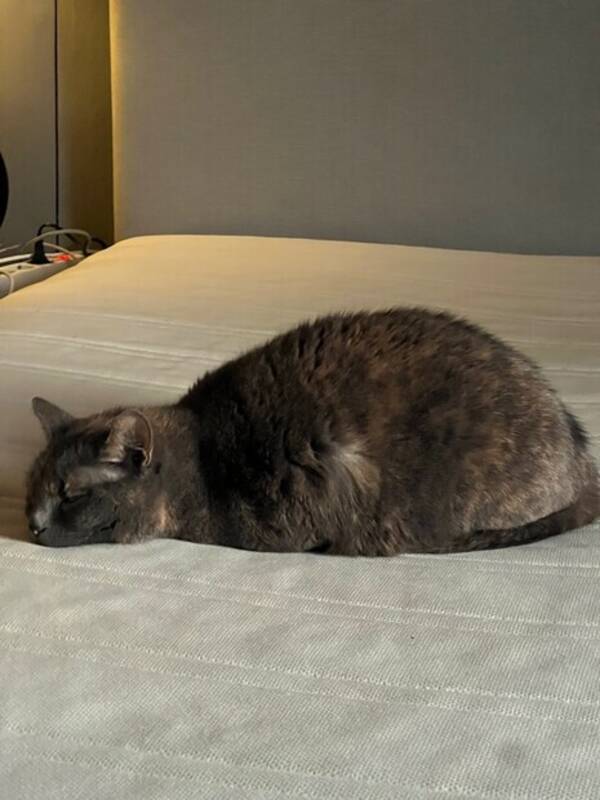 Katt - Sassy Paris Katt - Sassy Paris