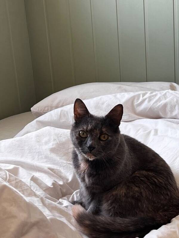 Katt - Sassy Paris Katt - Sassy Paris