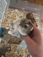 Hamstern Millie Hamstern Millie