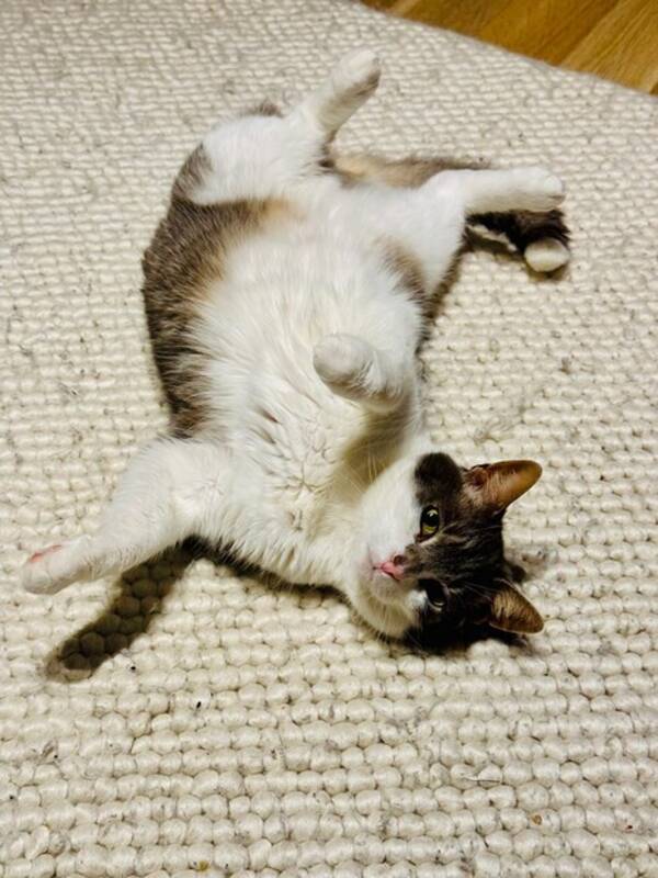 Katt - katt Katt - katt