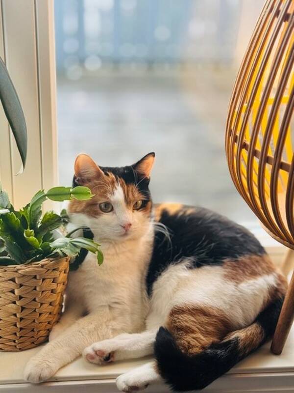 Katt - katt Katt - katt