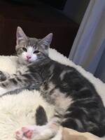 Katten Gråpus Katten Gråpus