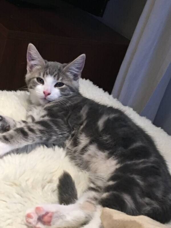 Katt - Katten Gråpus Katt - Katten Gråpus