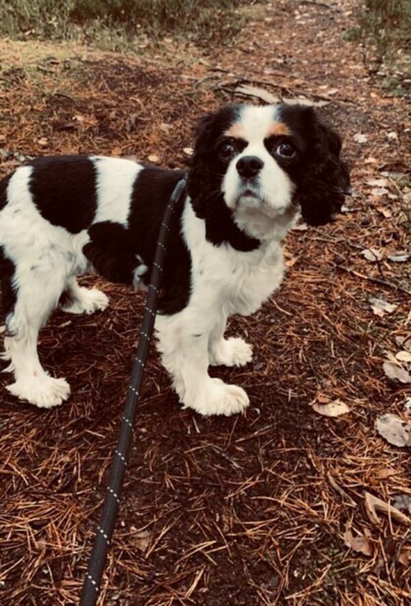 Hund - Lykke - Cavalier King Charles