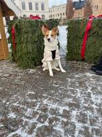 Hund Stitch Hund Stitch