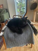 Katten Woolie Katten Woolie