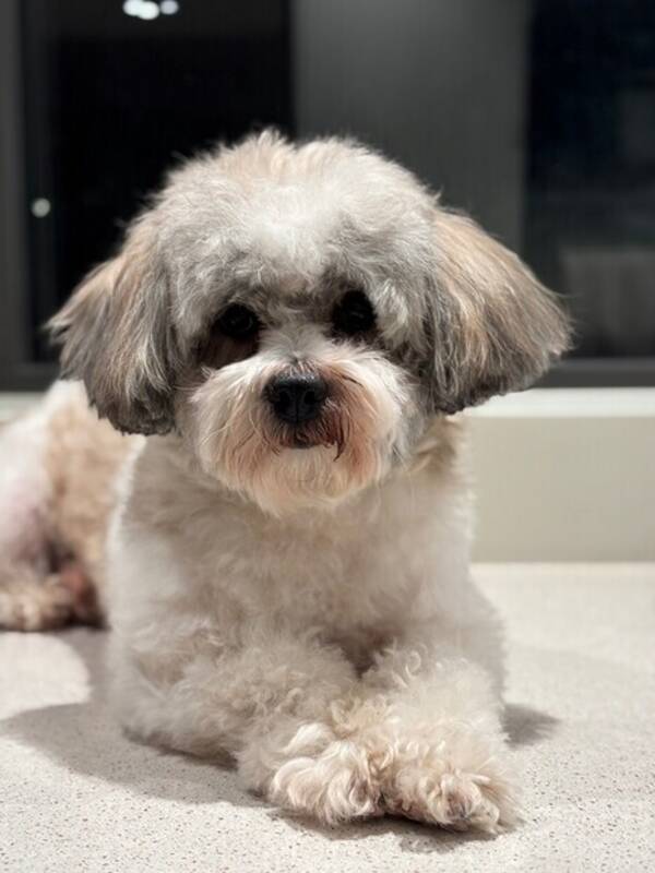 Hund - Bichon Havanaise Hund - Bichon Havanaise