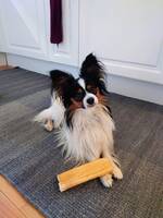 Papillon Jack Papillon Jack