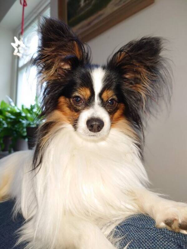 Hund - Papillon Jack