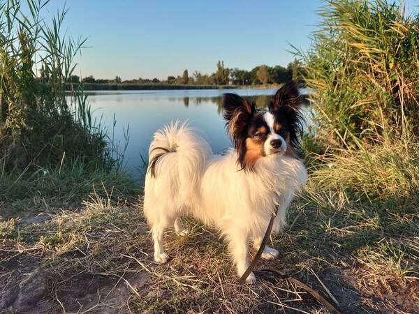 Hund - Papillon Jack