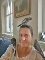 Nymfparakiter Nymfparakiter