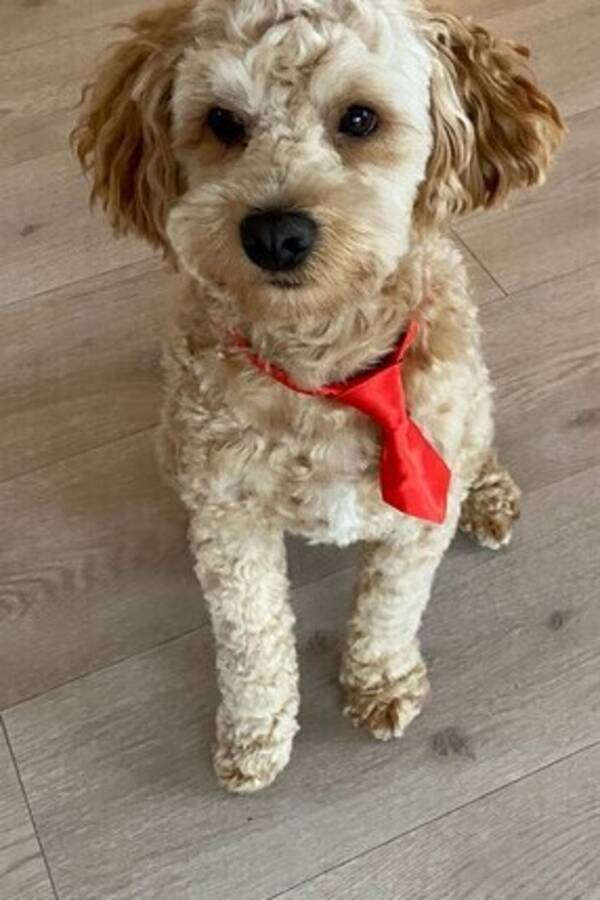 Hund - Cobberdog Hund - Cobberdog