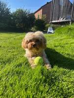 Cavapoon Teddy