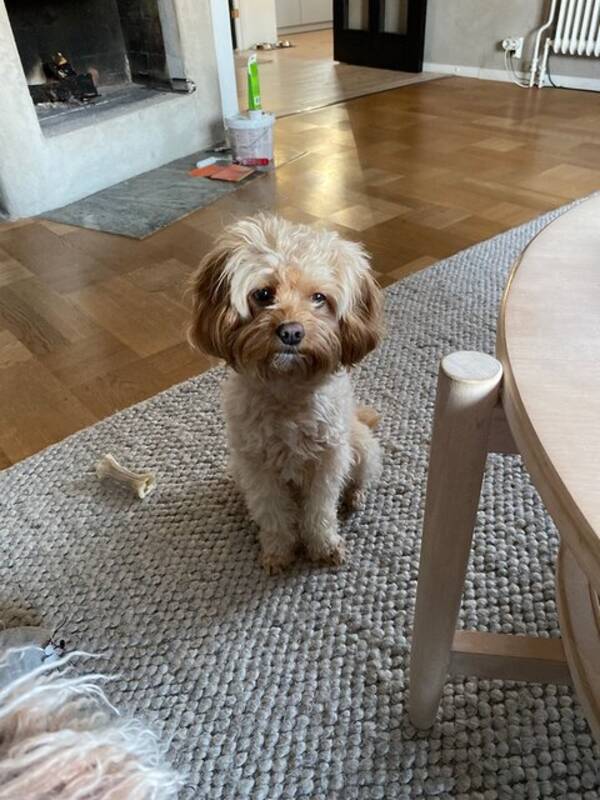 Hund - Cavapoon Teddy