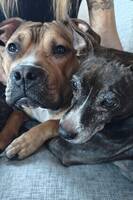 Selma 15 månader & Cazzie 14 år Selma 15 månader & Cazzie 14 år