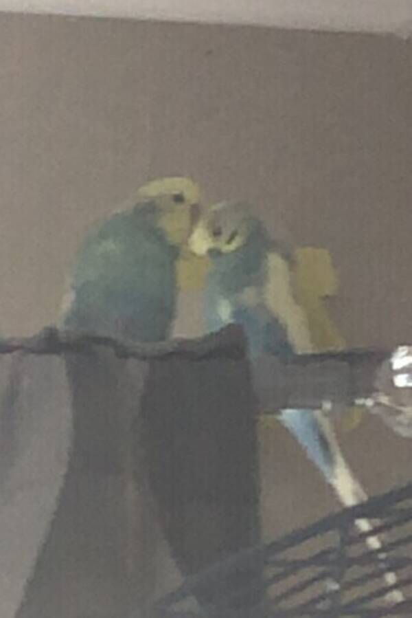 Annet - Undulater Annet - Undulater