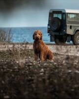 Landrover olivgrön med vitt tak Landrover olivgrön med vitt tak