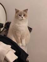 Katten Tiffany Katten Tiffany