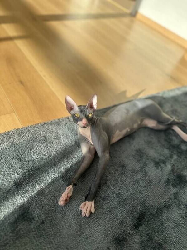 Katt - Sphynx