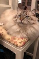 Katten Lukas  Katten Lukas