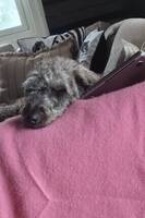 Sammy tje huskypoo  Sammy tje huskypoo