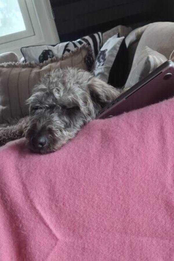 Hund - Sammy tje huskypoo  Hund - Sammy tje huskypoo