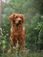 Golden  Retriever Blixt