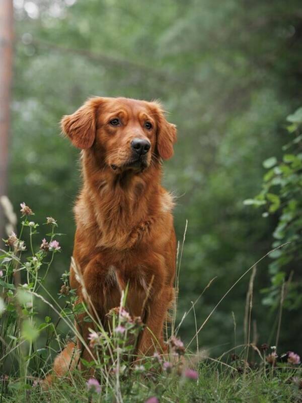 Hund - Golden  Retriever Blixt