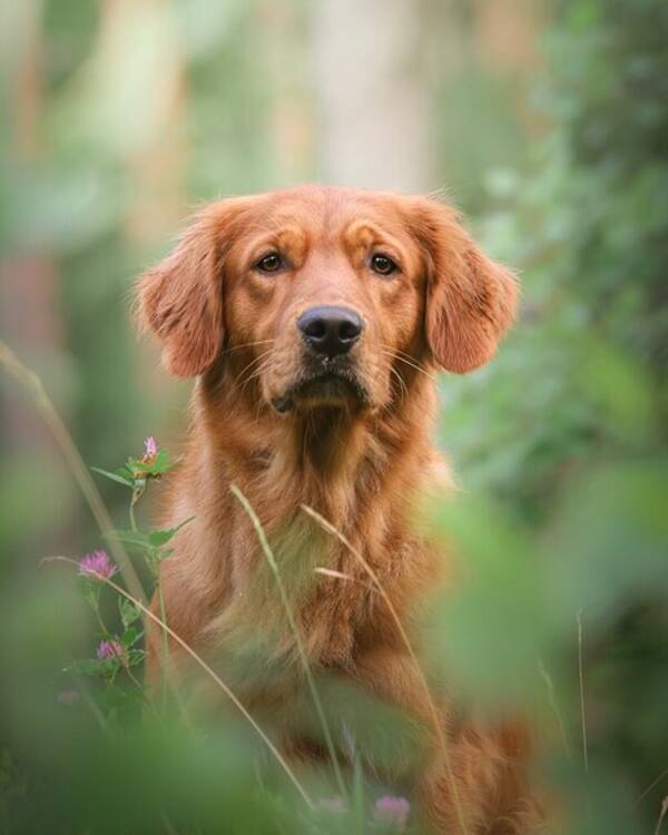 Hund - Golden  Retriever Blixt