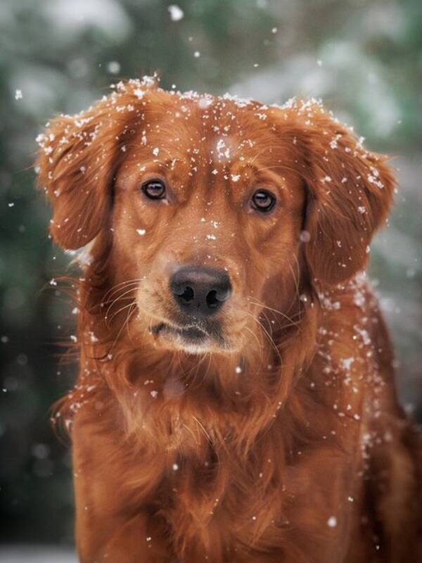 Hund - Golden  Retriever Blixt