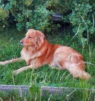 Hovawart. 40 kg Hovawart. 40 kg