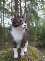 Katten Nisse Katten Nisse