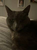 Katten Gus-Gus och Martin Katten Gus-Gus och Martin