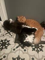 Molly & Monster Molly & Monster