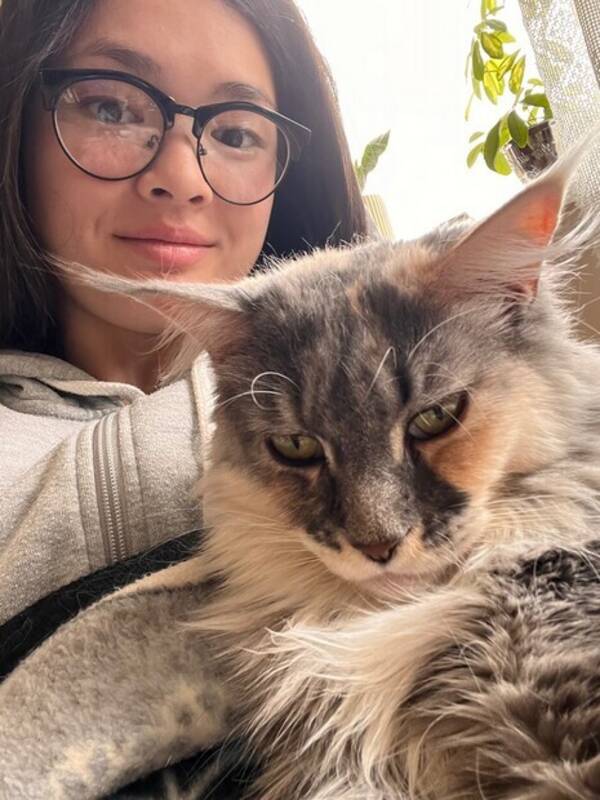 Katt - Main Coon Katt - Main Coon