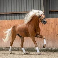 Haflinger hingst