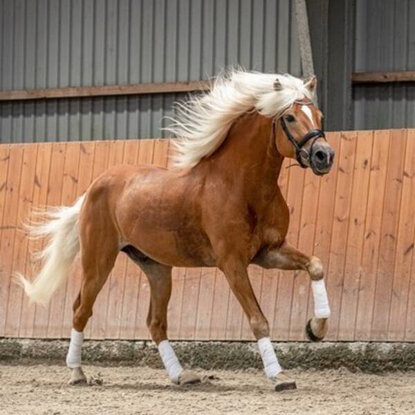 vrige - Haflinger hingst