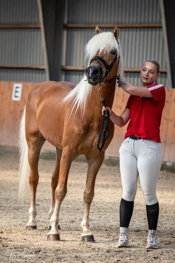 vrige - Haflinger hingst