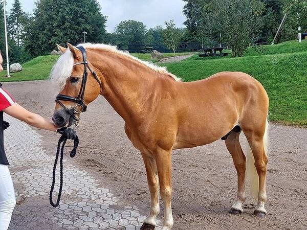 vrige - Haflinger hingst