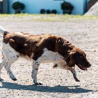 Kleiner Münsterländer