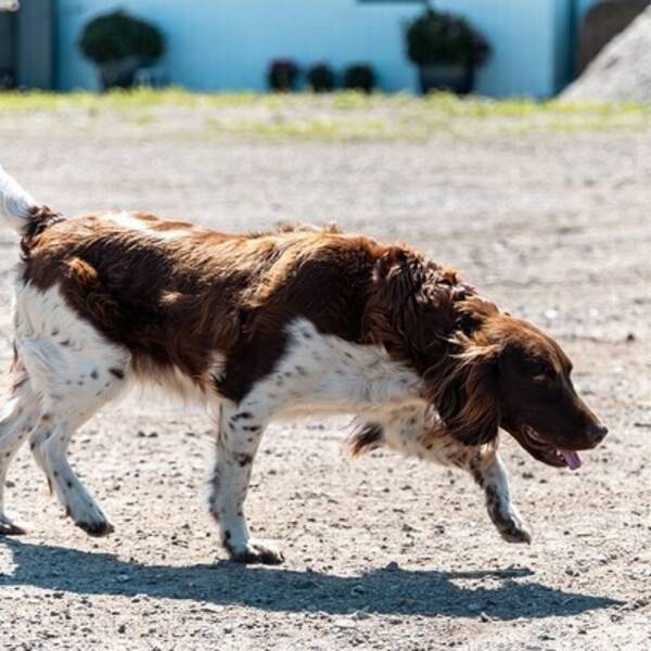 Hund - Kleiner Mnsterlnder