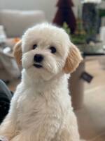 Havanaise dennis Havanaise dennis