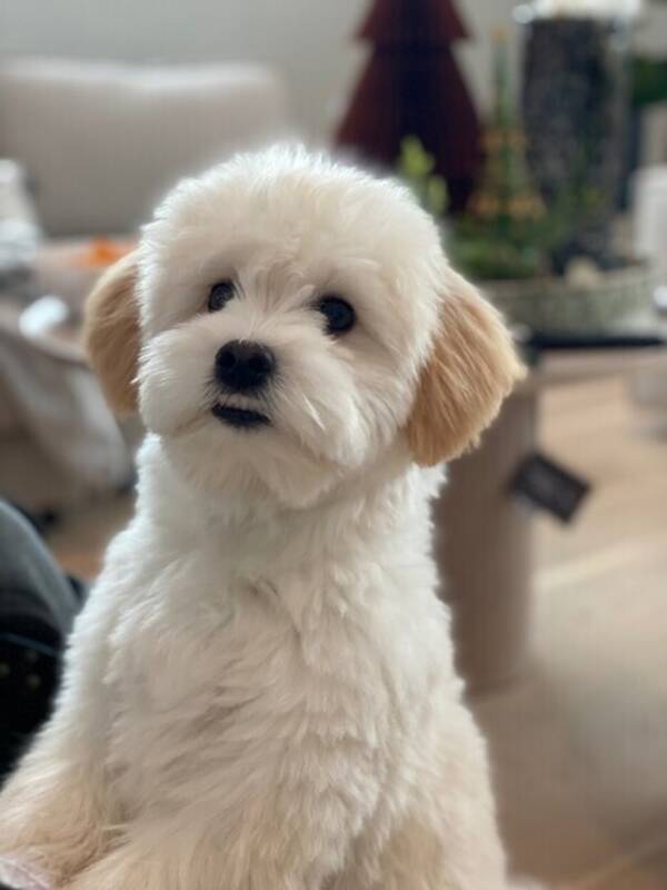 Hund - Havanaise dennis Hund - Havanaise dennis