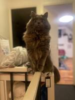 Ragdoll /sibirisk Ragdoll /sibirisk