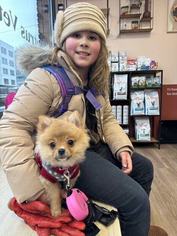 Hund - Bella Hund - Bella