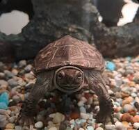 Sköldpaddan Doris Sköldpaddan Doris