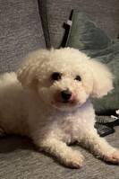 Bishon Frise